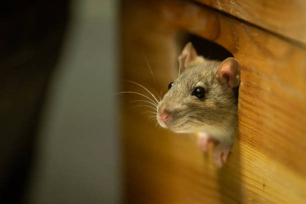 Rodents in Your Home: The Hidden Threat That Could Cost You Thousands