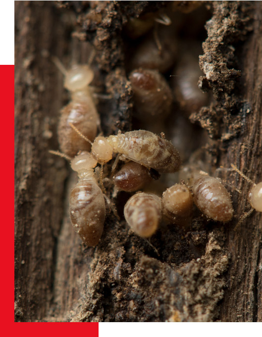 Termirepel™ – Insect and termite aversive