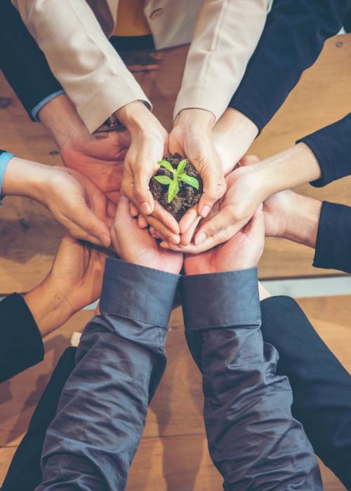 Hands holding a green seedling