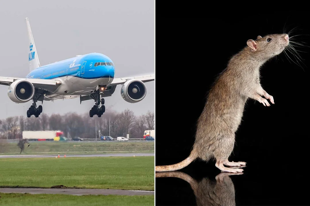 When Rats Take Flight: Aviation's Unlikely Rodent Problem